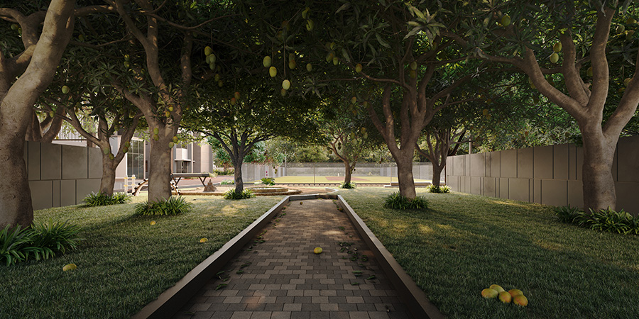 Amrapali - Mango Tree Orchard